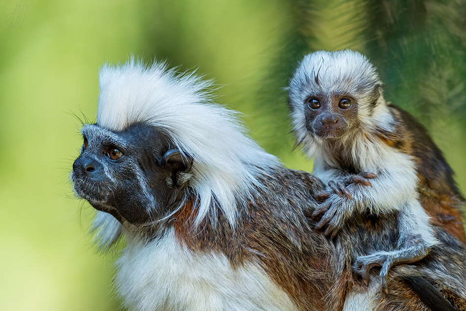 tamarín pinčí - Saguinus oedipus