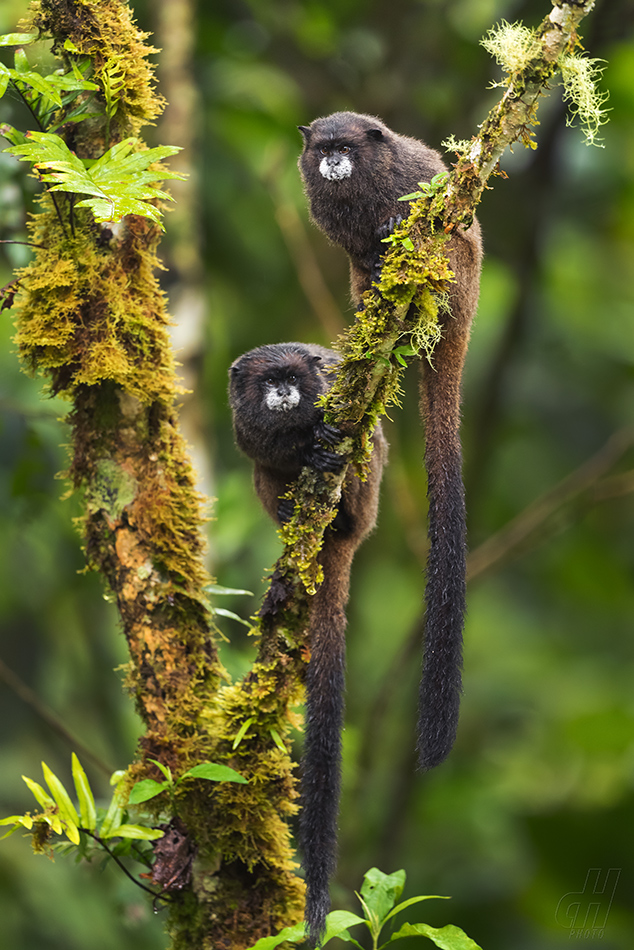 tamarín tmavohřbetý - Saguinus nigricollis