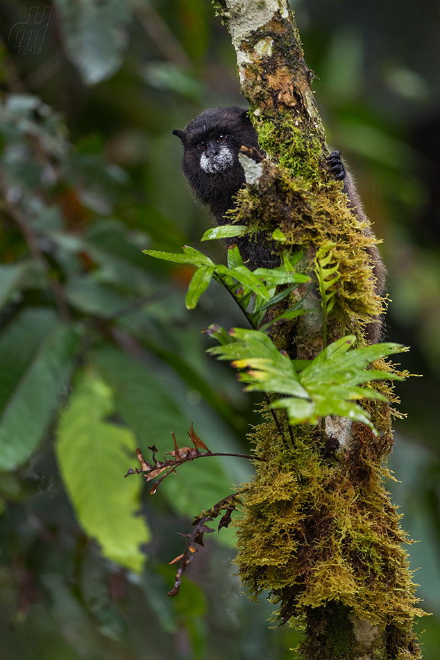 tamarín tmavohřbetý - Saguinus nigricollis