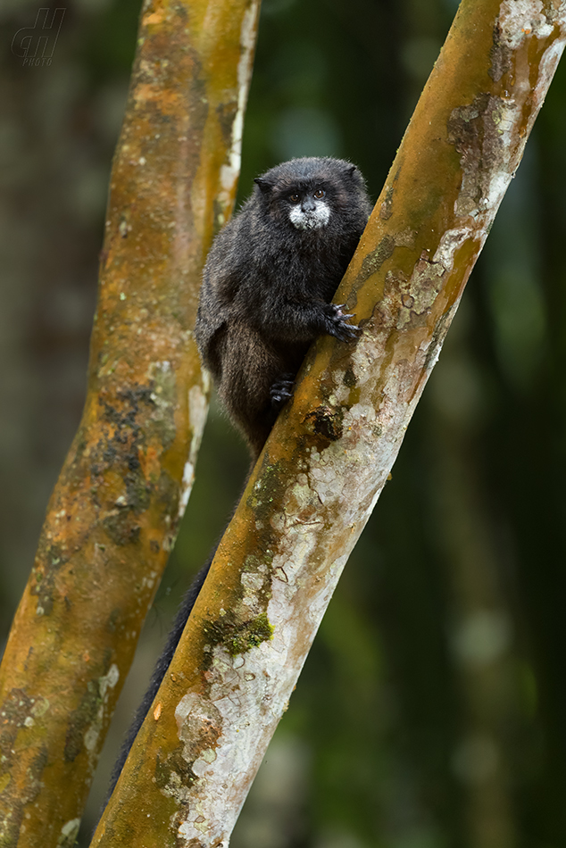 tamarín tmavohřbetý - Saguinus nigricollis