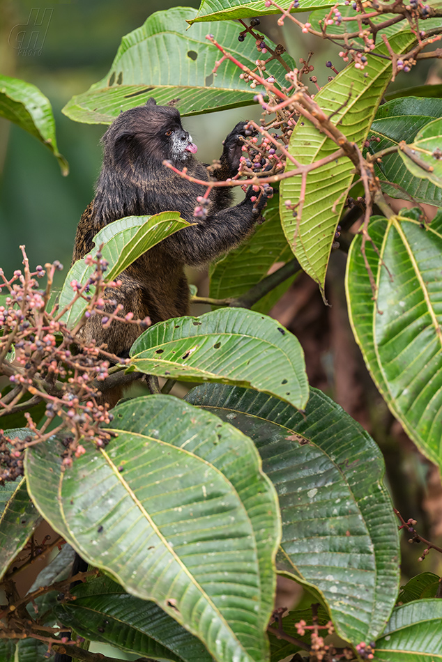 tamarín tmavohřbetý - Saguinus nigricollis