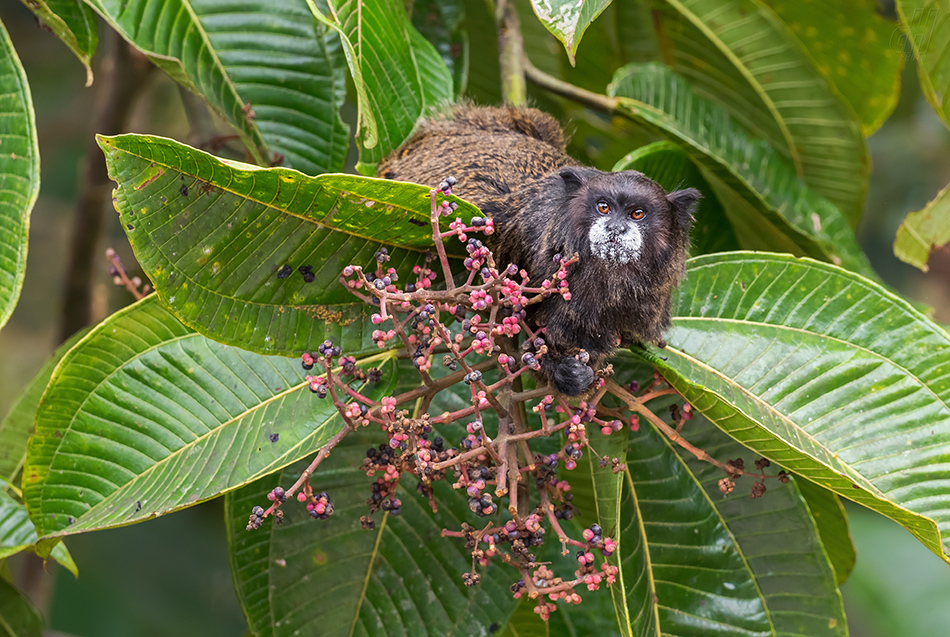 tamarín tmavohřbetý - Saguinus nigricollis