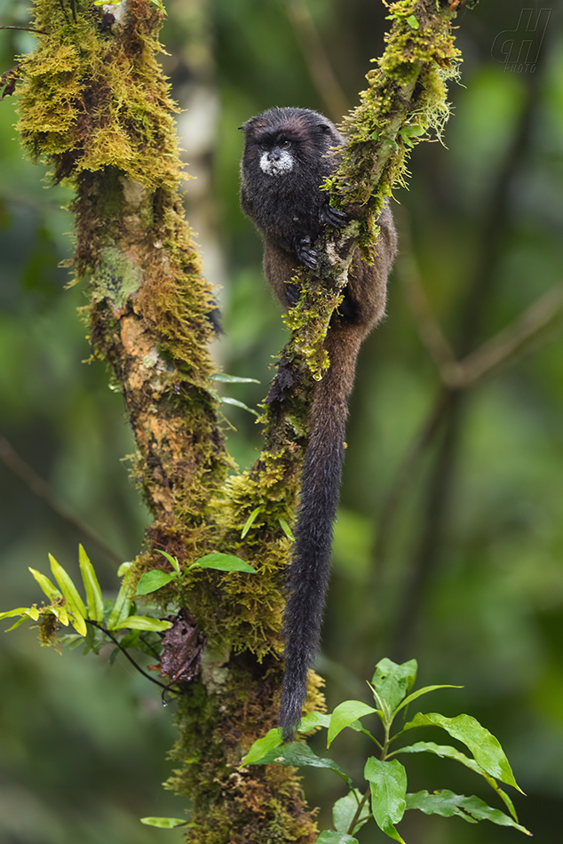 tamarín tmavohřbetý - Saguinus nigricollis