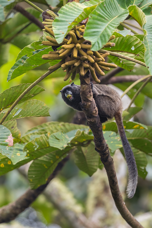 tamarín tmavohřbetý - Saguinus nigricollis