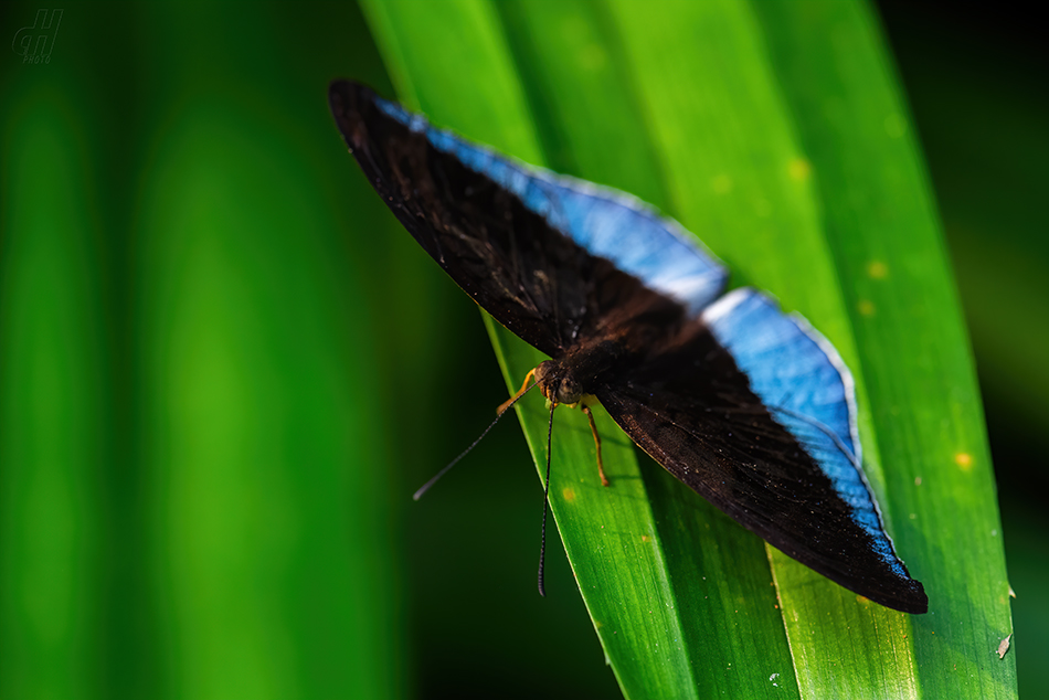 Tanaecia iapis