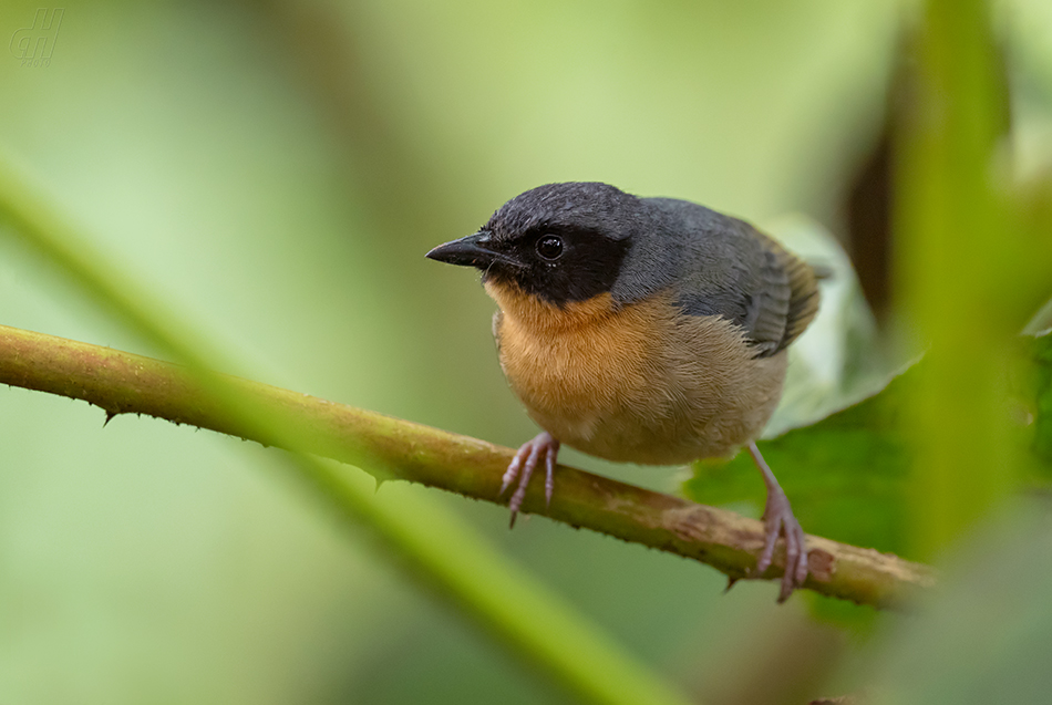 tangara černouchá - Hemispingus melanotis