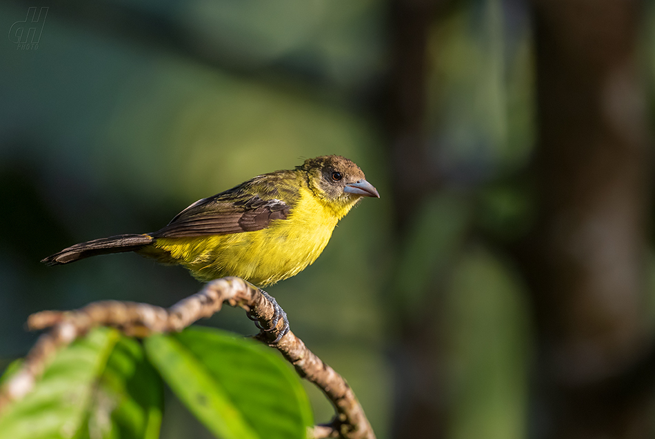 tangara červenoocasá - Ramphocelus flammigerus