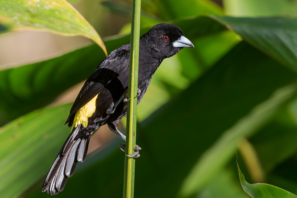 tangara červenoocasá - Ramphocelus flammigerus