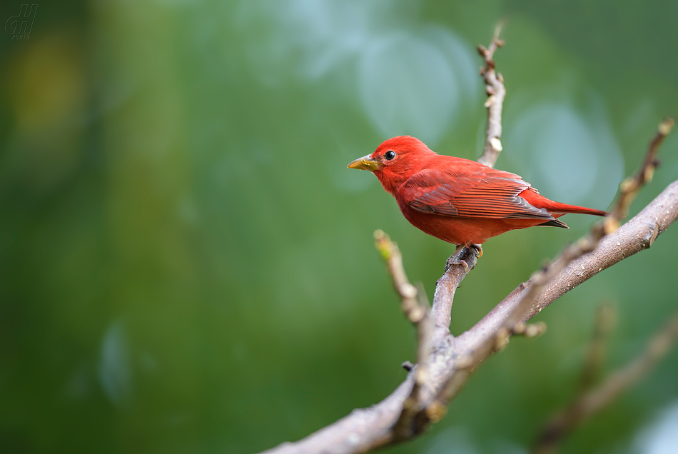 tangara ohnivá - Piranga rubra