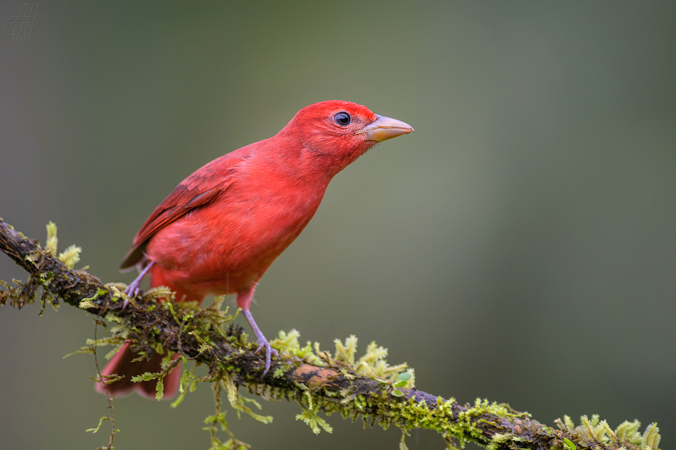 tangara ohnivá - Piranga rubra