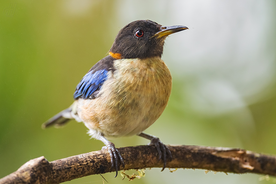 tangara rajská - Iridophanes pulcherrimus