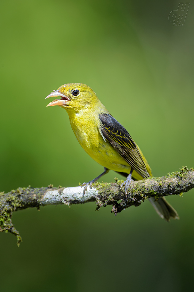 tangara šarlatová - Piranga olivacea