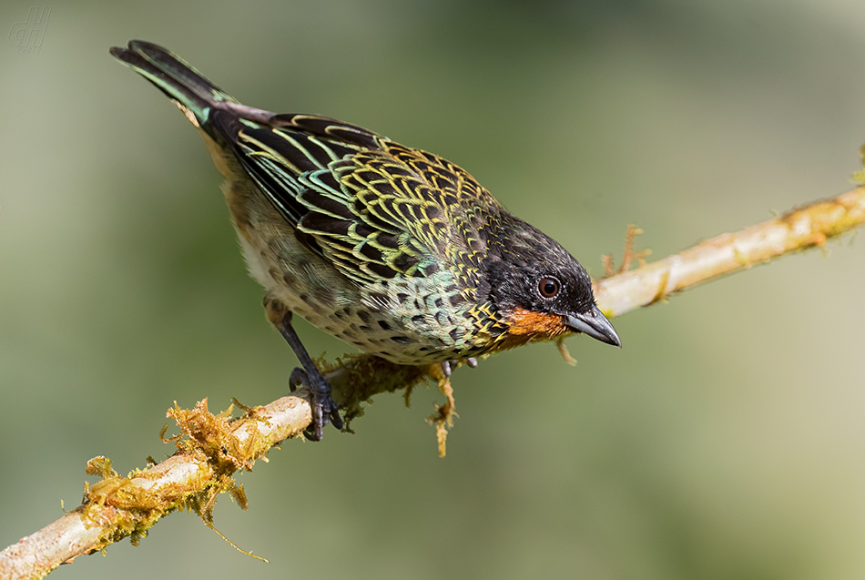 tangara tropická - Tangara rufigula