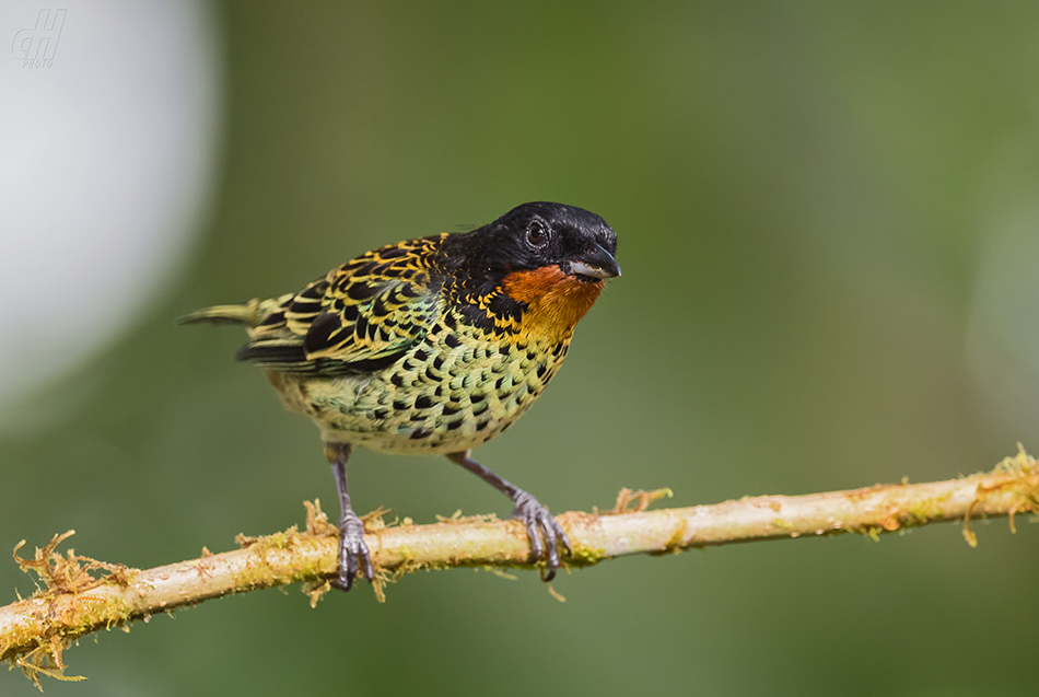 tangara tropická - Tangara rufigula