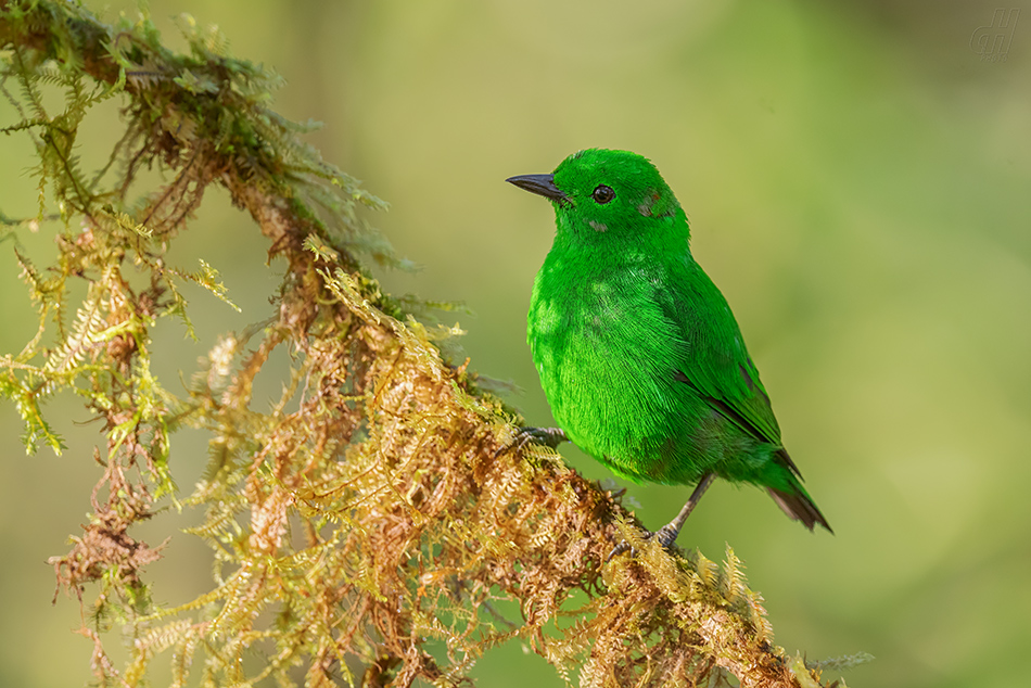 tangara třpytivá - Chlorochrysa phoenicotis