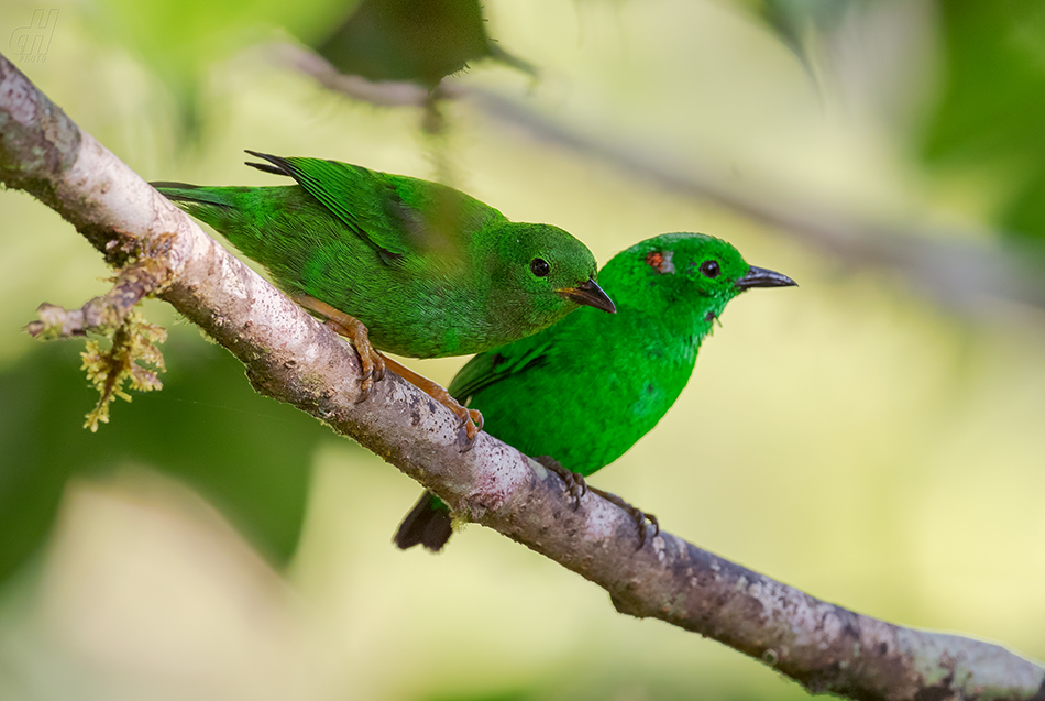 tangara třpytivá - Chlorochrysa phoenicotis