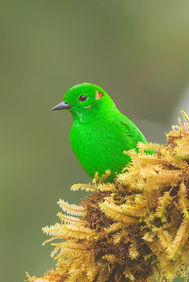 tangara třpytivá - Chlorochrysa phoenicotis