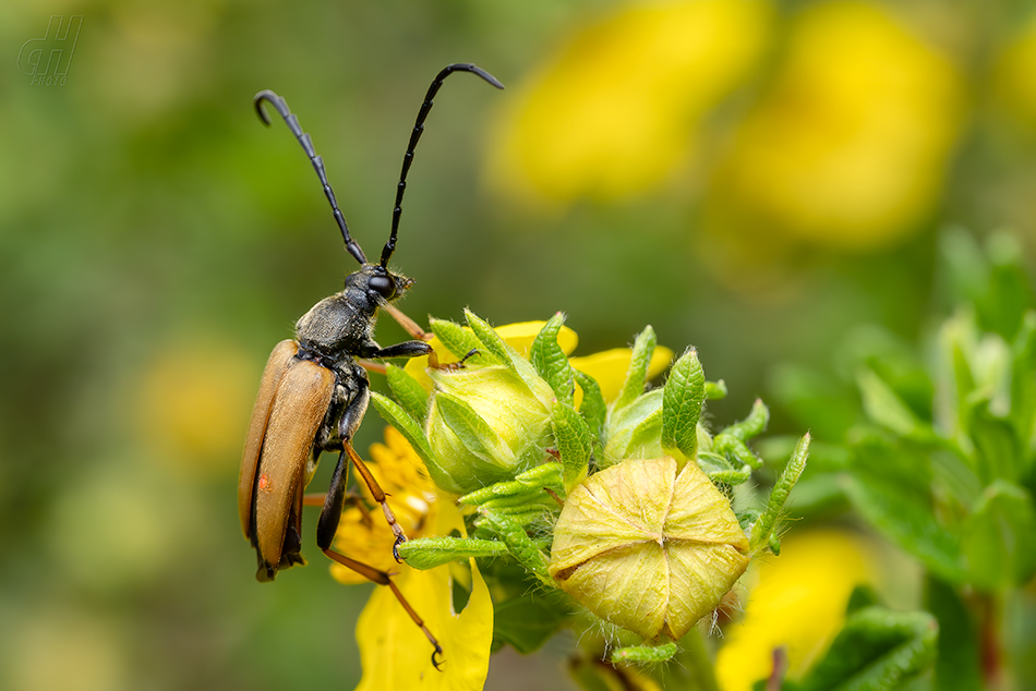 tesařík obecný - Stictoleptura rubra