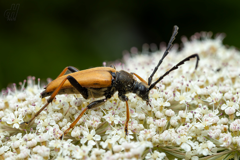 tesařík obecný - Stictoleptura rubra