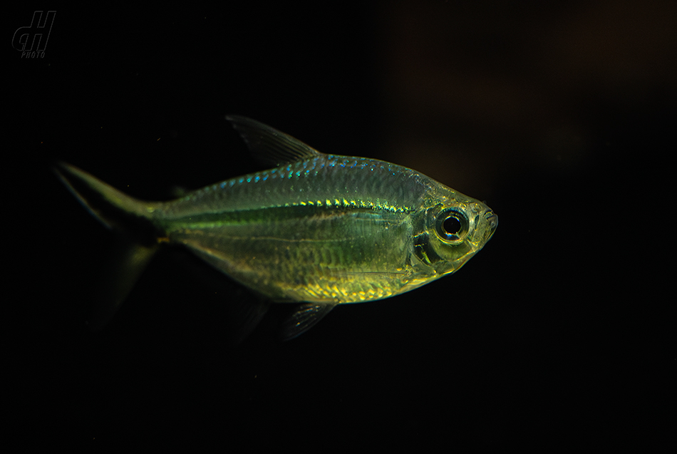 tetra Rodwayova - Hemigrammus rodwayi