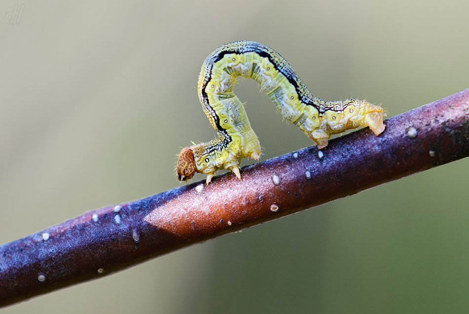 tmavoskvrnáč zhoubný - Erannis defoliaria