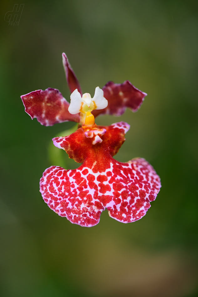 Tolumnia variegata (hybrid)