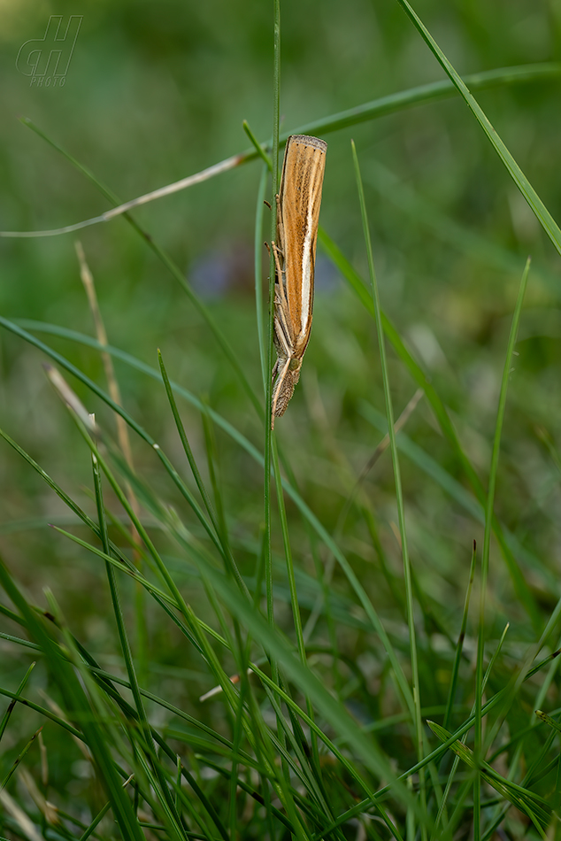 travařík travní - Agriphila tristella