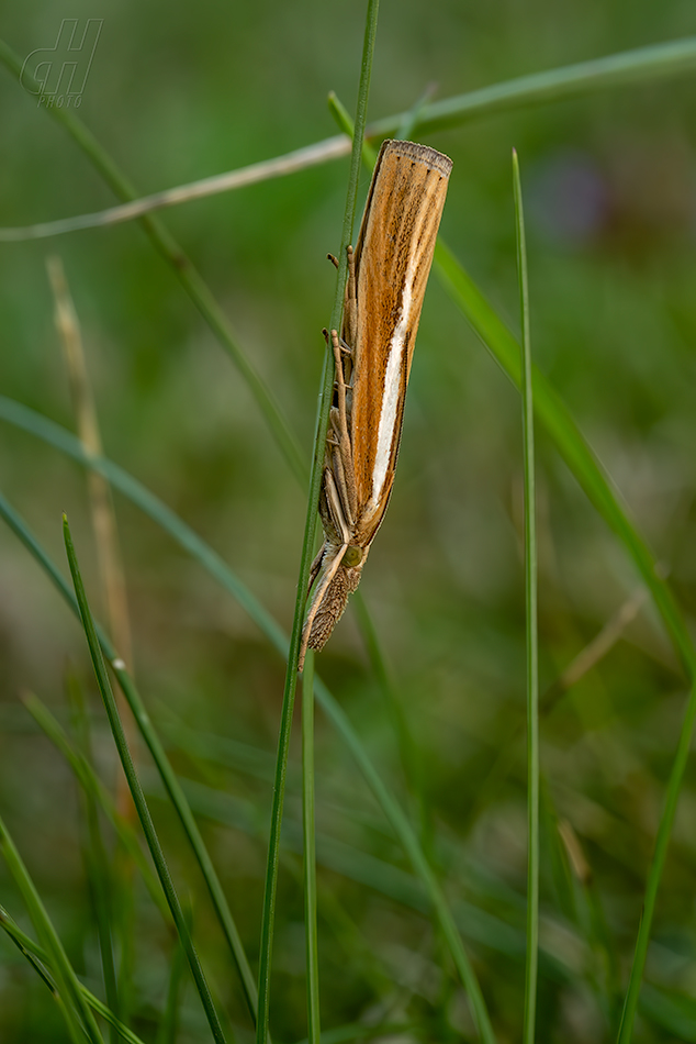 travařík travní - Agriphila tristella