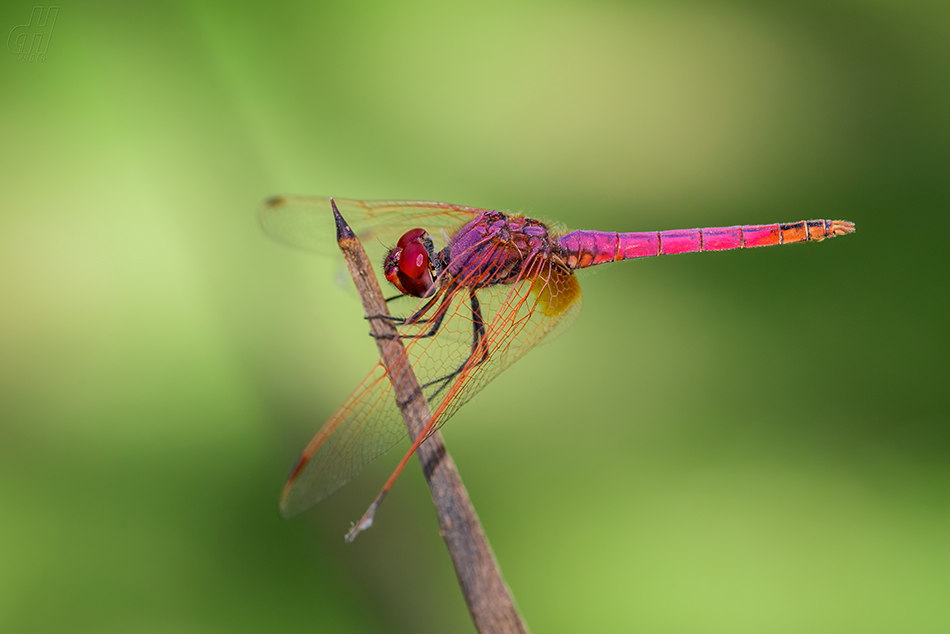 Trithemis annulata