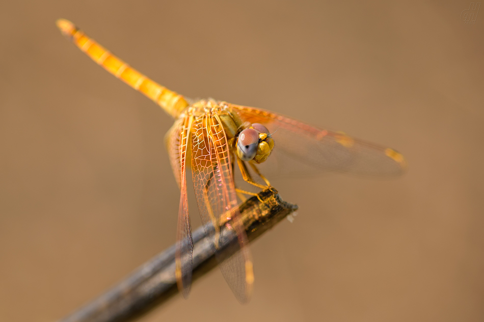 Trithemis kirbyi