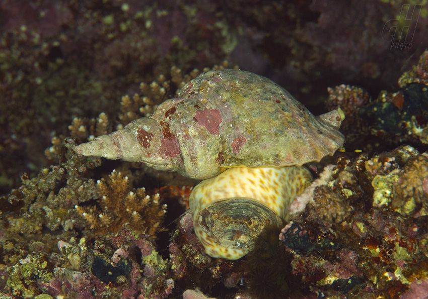 tritonka indická - Charonia tritonis