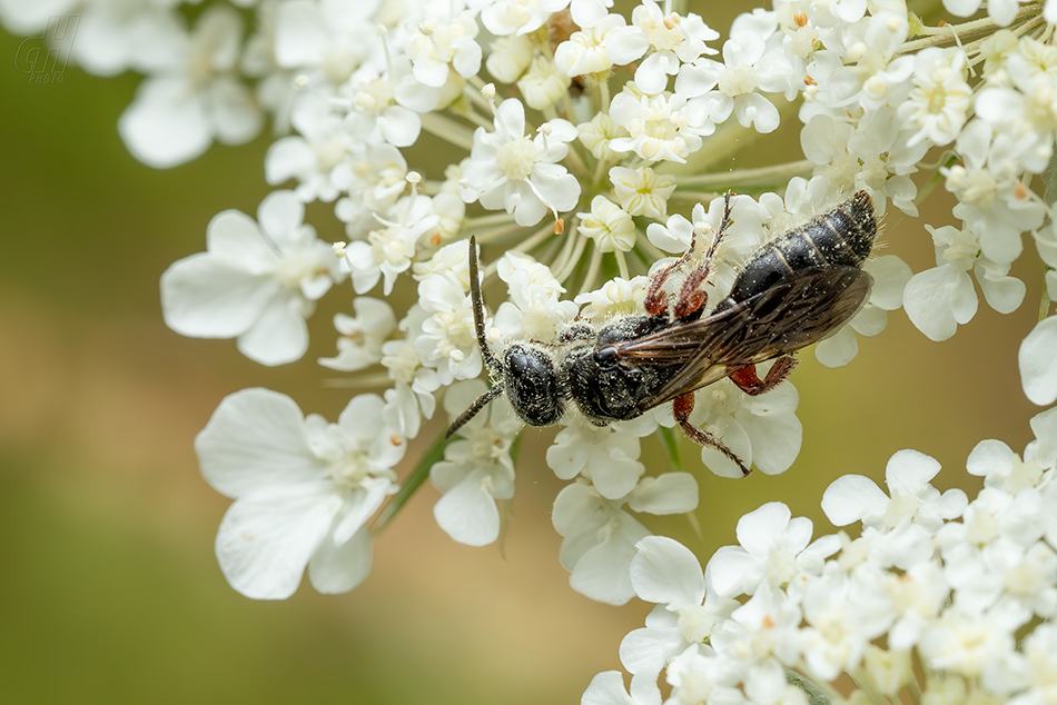 trněnka červenonohá - Tiphia femorata