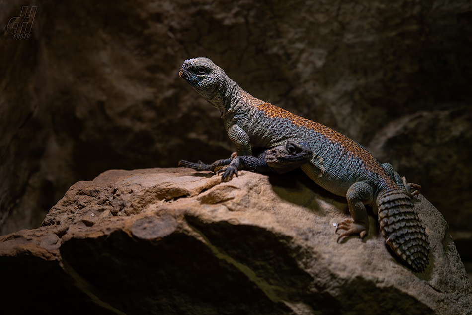 trnorep Thomasův - Uromastyx thomasi