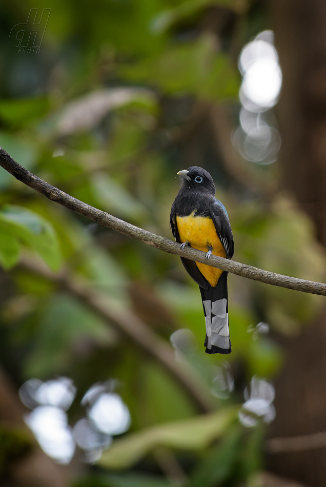 trogon černohlavý - Trogon melanocephalus