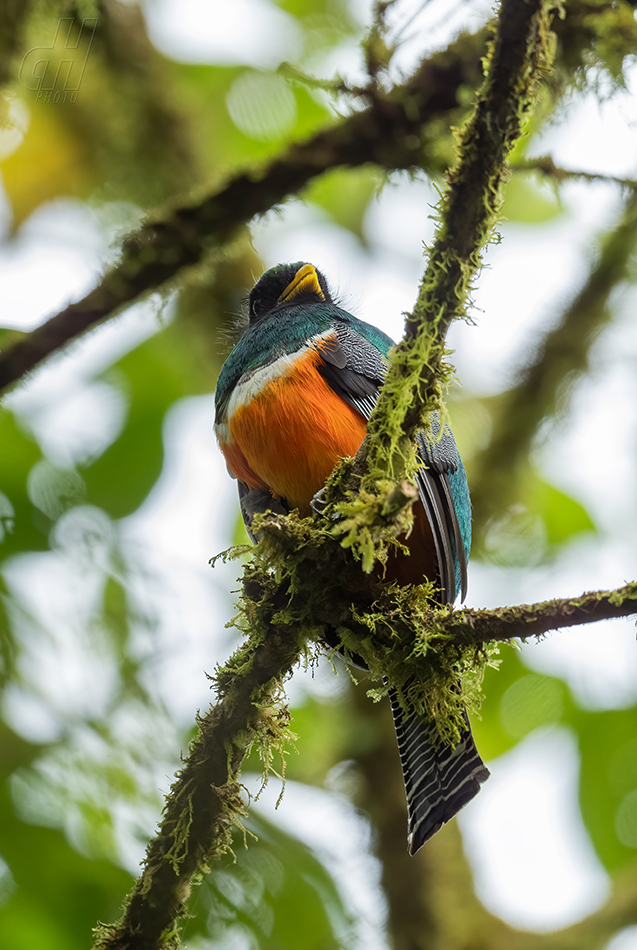 trogon límcový - Trogon aurantiiventris