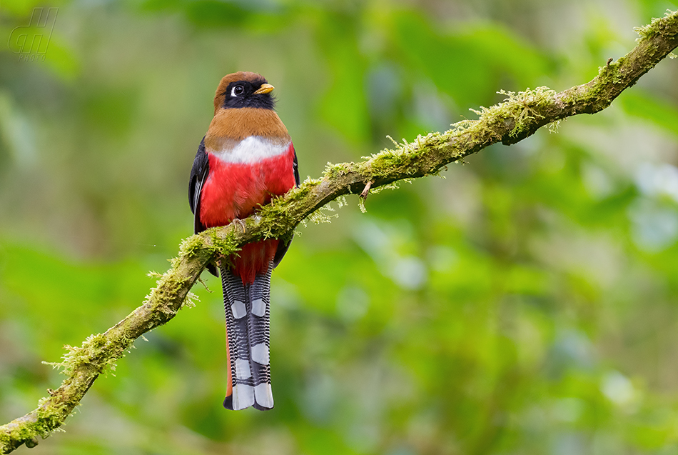 trogon límcový - Trogon collaris