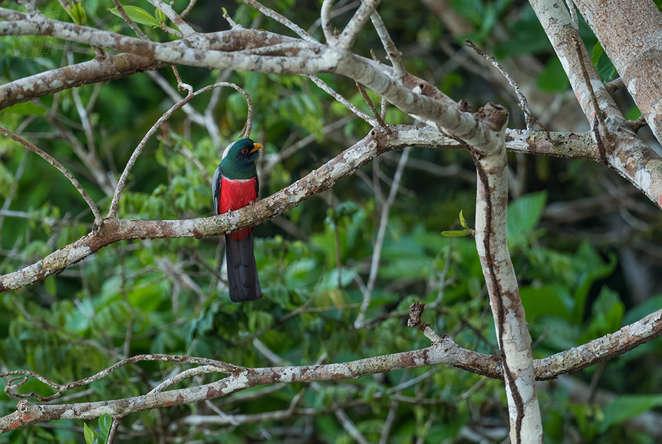 trogon zelenopláštíkový - Trogon melanurus