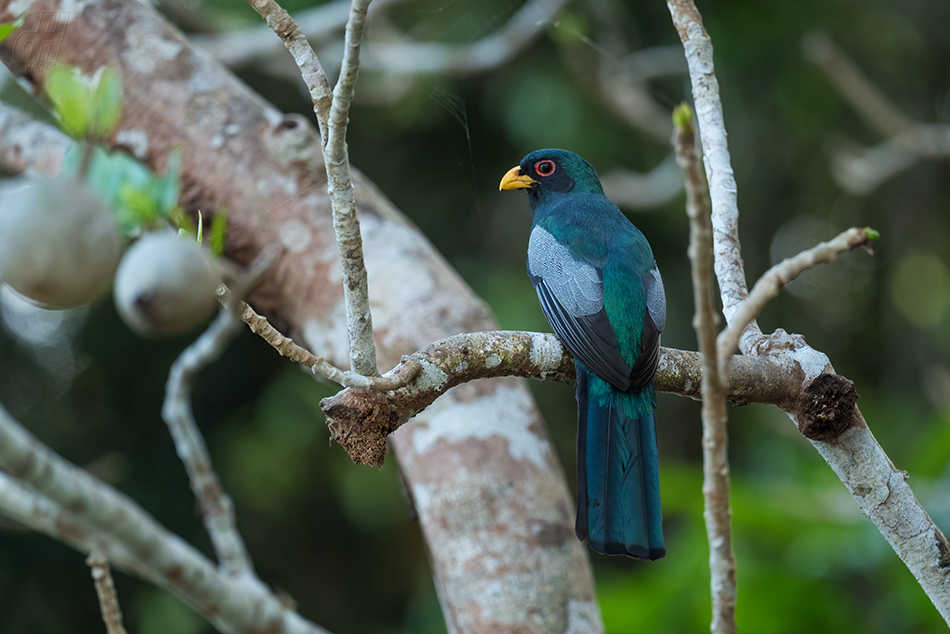 trogon zelenopláštíkový - Trogon melanurus