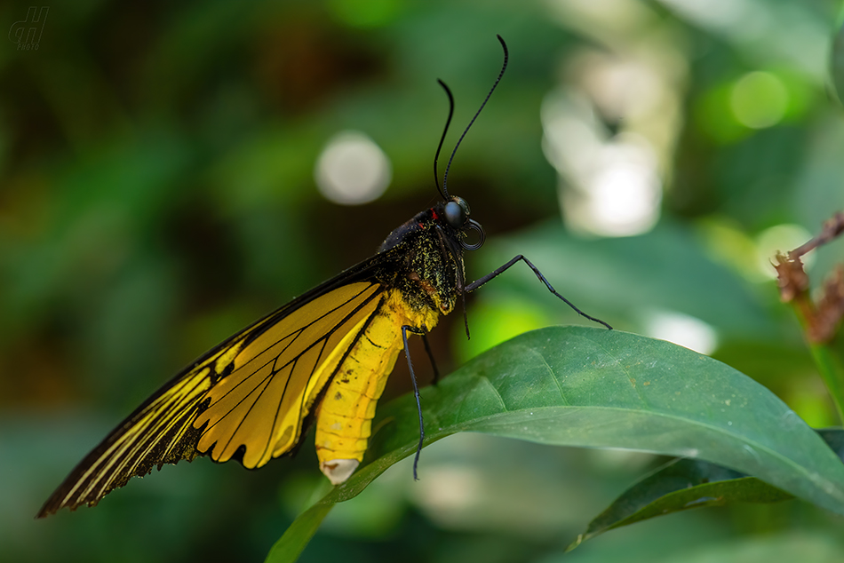 Troides helena