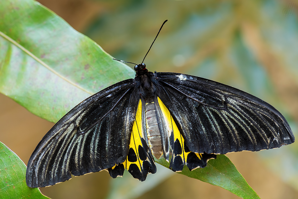 Troides helena