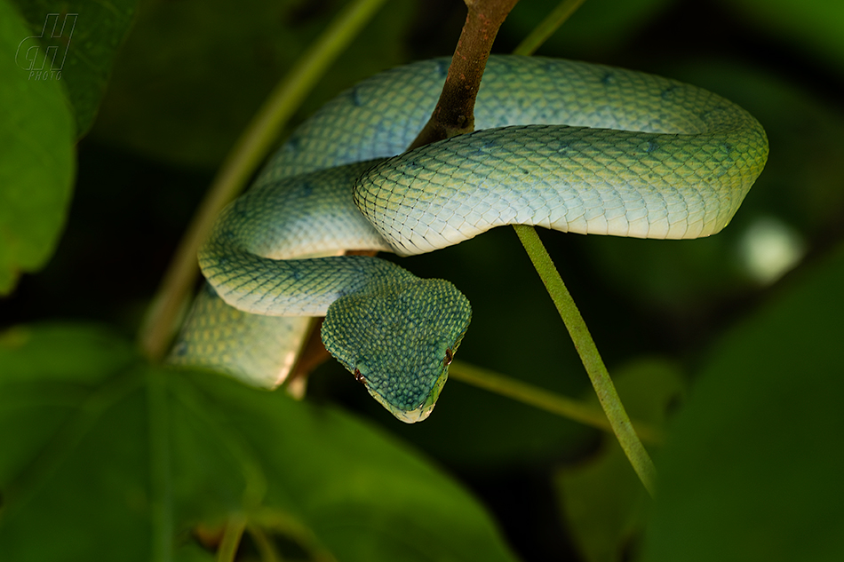 Tropidolaemus subannulatus