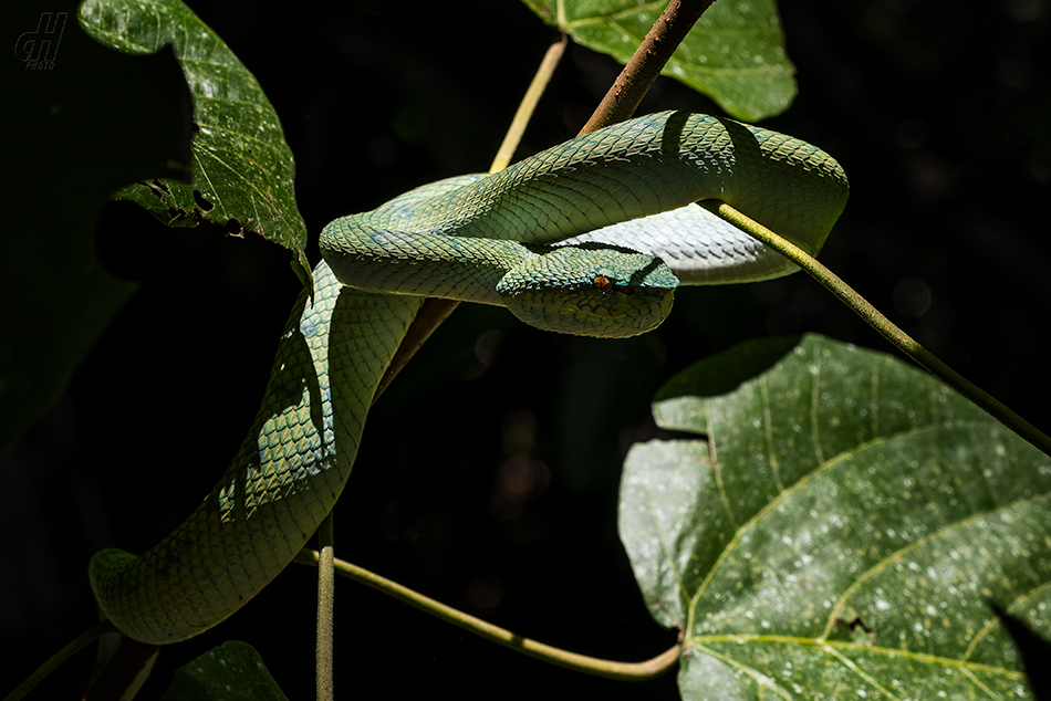 Tropidolaemus subannulatus