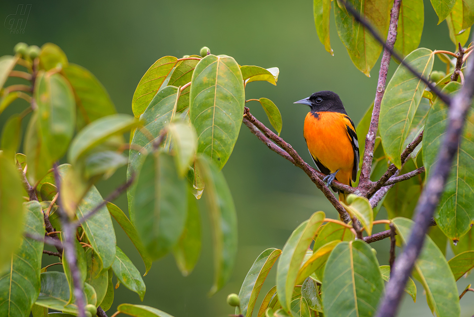 trupiál baltimorský - Icterus galbula