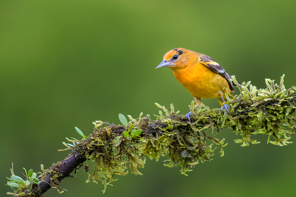 trupiál baltimorský - Icterus galbula