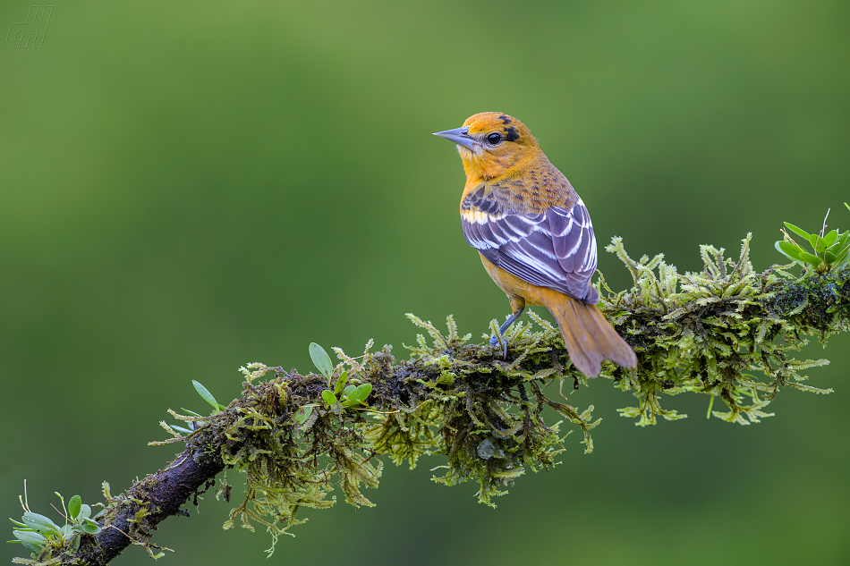 trupiál baltimorský - Icterus galbula