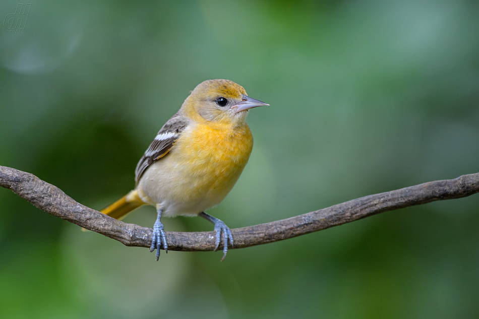 trupiál baltimorský - Icterus galbula