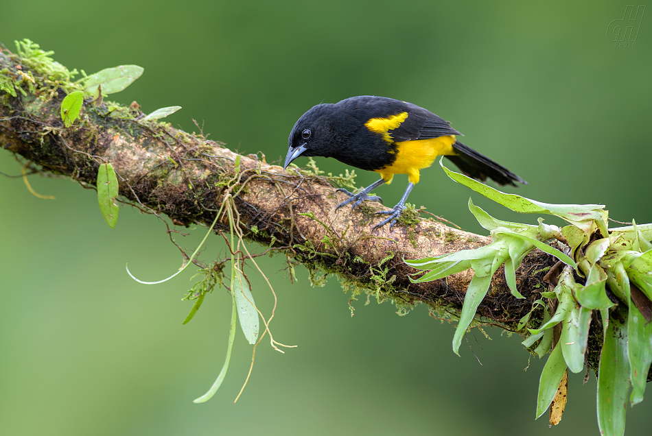 trupiál karibský - Icterus dominicensis