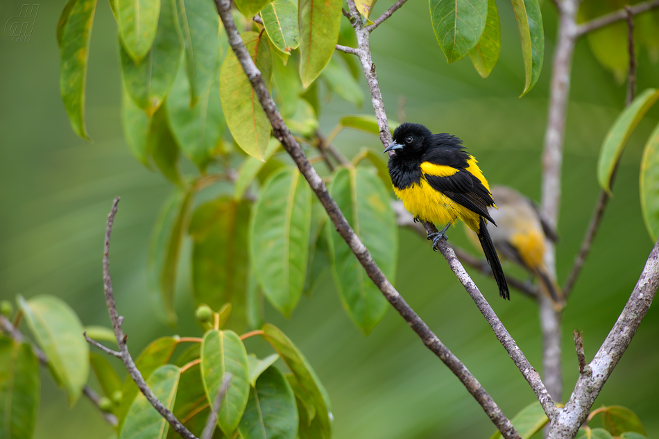 trupiál karibský - Icterus dominicensis