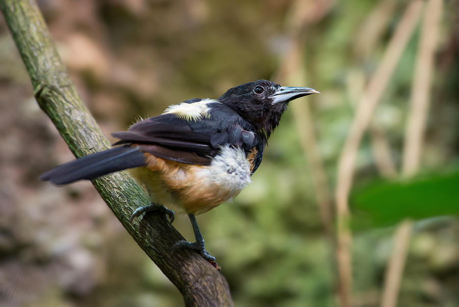 trupiál montserratský - Icterus oberi