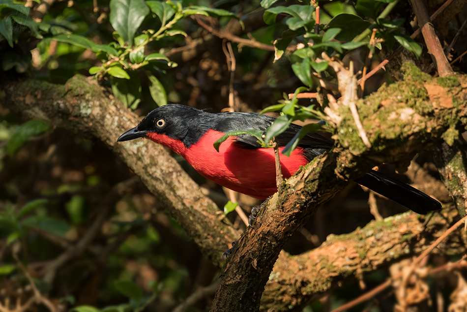 ťuhýkovec karmínovobřichý - Laniarius erythrogaster